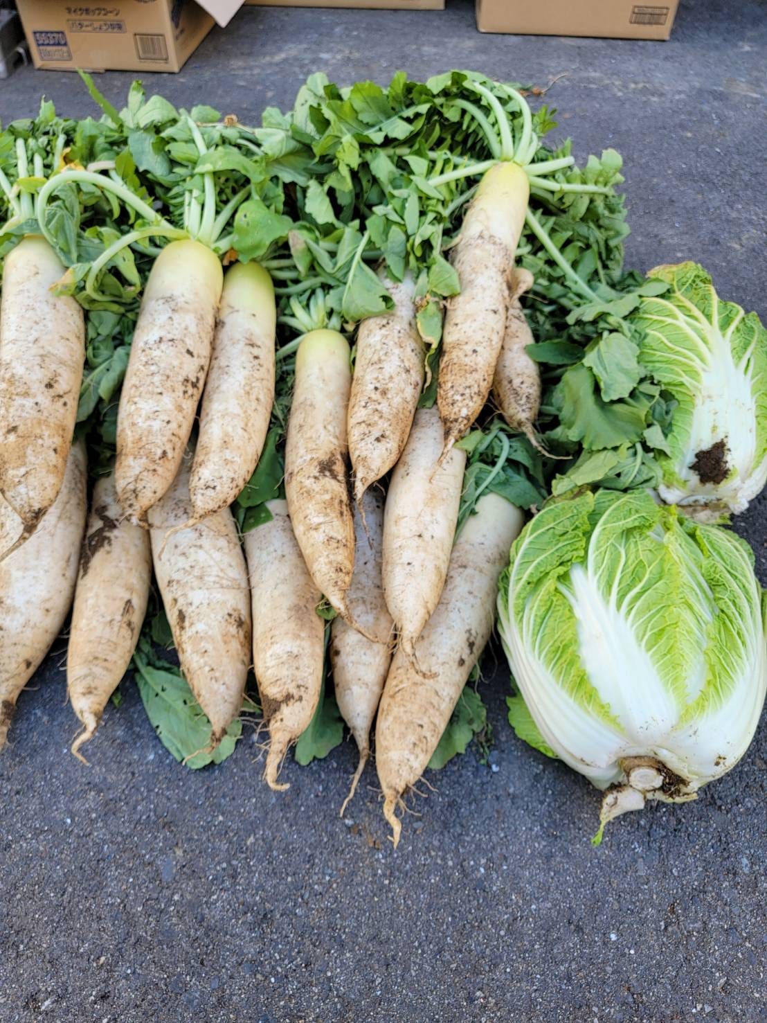 堺市　野菜の収穫