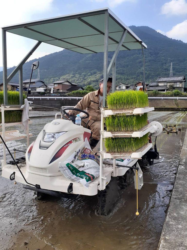 田植え