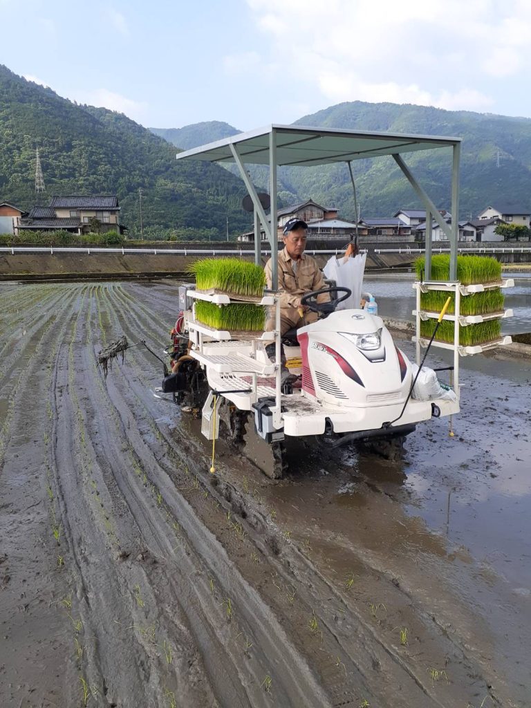 田植え