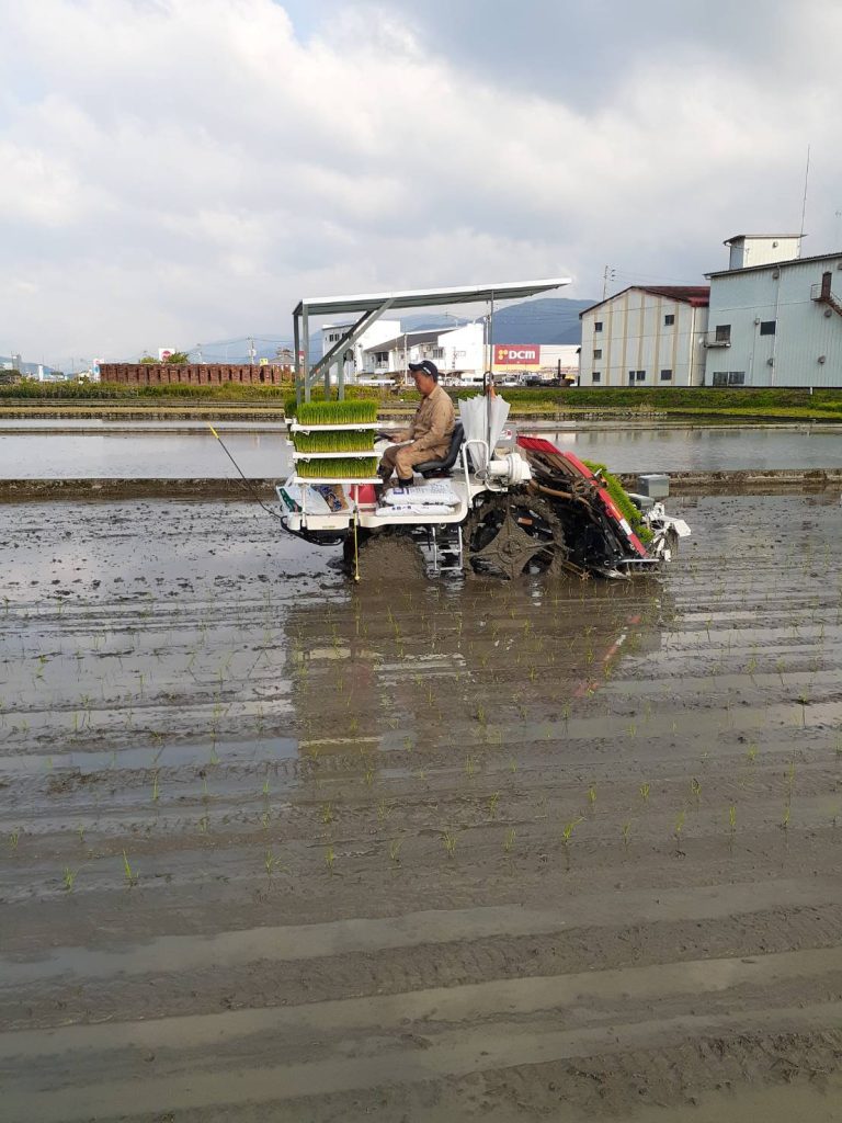 田植え