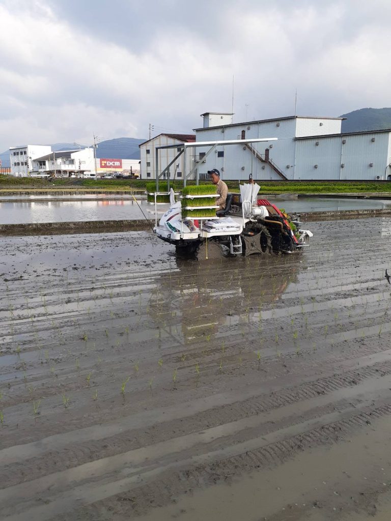 田植え